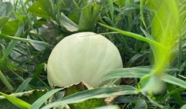 成长吃瓜,青少年心理成长记