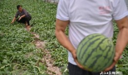 吃瓜怎么管理,吃瓜群众如何高效管理自己的好奇心