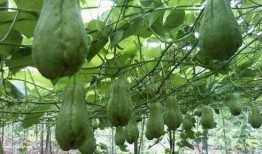 大邑县最新吃瓜,探寻当地美食新风尚