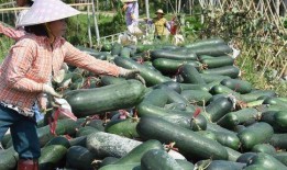 吃瓜下火吗,夏日下火秘籍大公开