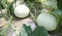 武邑吃玉菇瓜,玉菇瓜的独特风味之旅