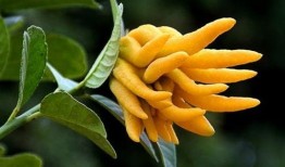 佛手瓜黄色怎么吃,多样烹饪方法大揭秘