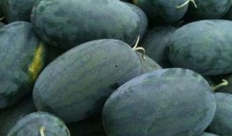 武穴铭宝吃瓜事件,一场网络热议的真相探寻之旅