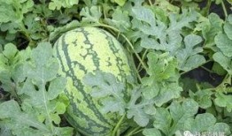 陕理工吃瓜群,校园生活趣味横生，网友热议不断