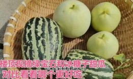什么瓜用糖吃最好,揭秘最适合搭配糖果的瓜类美食