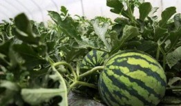 北岸私校吃瓜,一场吃瓜群众的校园大戏