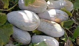 2000年吃瓜,吃瓜群众的狂欢岁月