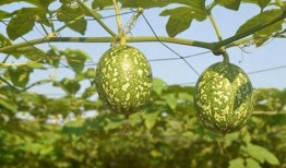 北方吊瓜咋吃,解锁美味食用指南