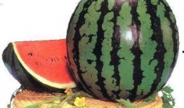 知心爱 吃瓜,揭秘娱乐圈背后的故事