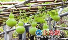 迷你葫芦瓜可以吃吗,美味可口的健康食材