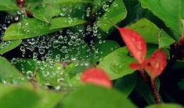 小暑吃瓜最新视频,最新视频带你领略夏日清凉美食