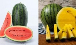 snh48251吃瓜,揭秘SNH48成员2.5.1的吃瓜趣事