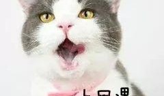 吃瓜猫帅图,揭秘吃瓜猫帅图背后的魅力