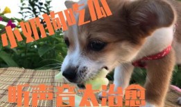 小狗可吃小瓜,揭秘小瓜的神奇魅力