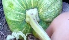 在石250吃瓜,揭秘娱乐圈幕后真相