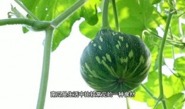 什么瓜用糖吃最好,揭秘最适合搭配糖果的瓜类美食