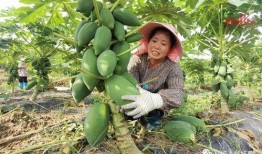 柳城吃瓜,揭秘当地特色美食背后的故事