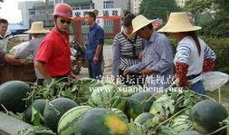 天热请大家吃瓜,共享清凉——邀您共品夏日美味瓜果