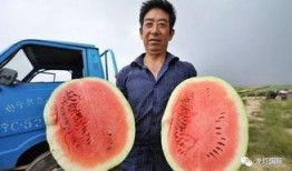 新疆哪里有瓜吃,新疆瓜果飘香之地探秘