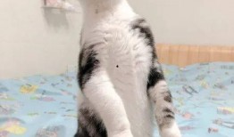 猫咪吃瓜吃多了,健康问题引关注