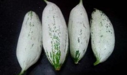 吃老鼠瓜有害,揭秘其潜在危害与食用风险