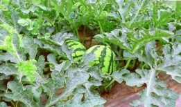 梦见摘熟瓜吃,揭秘摘熟瓜吃的神秘寓意