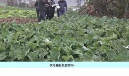 大邑县最新吃瓜,探寻当地美食新风尚