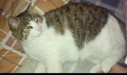 猫咪吃瓜声控,揭秘萌宠的独特“音乐”世界