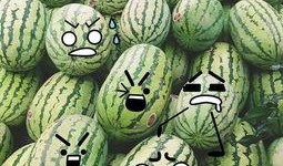 聪明的吃瓜,揭秘“聪明吃瓜”背后的智慧生活法则