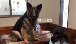 德牧吃哈密瓜,一场意外的美味邂逅