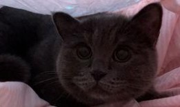 新疆小猫吃瓜,新疆小猫的夏日瓜果盛宴