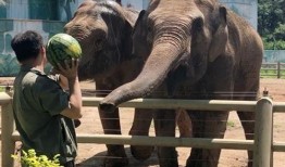 吃瓜大象的狗狗,揭秘宠物界的趣味日常