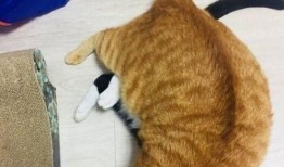 橘猫是吃瓜,揭秘猫咪的趣味生活瞬间