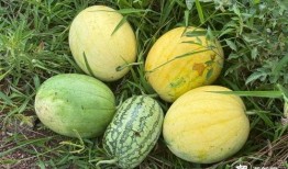 宇宙厂吃瓜,揭秘神秘星系中的神秘现象