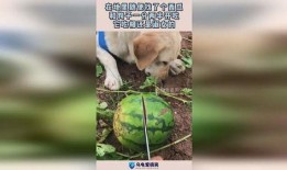 给狗子吃瓜图,狗子欢乐时光
