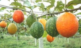 北方吊瓜咋吃,解锁美味食用指南