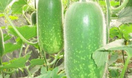 国贸大裤衩吃瓜,揭秘网红吃瓜背后的故事