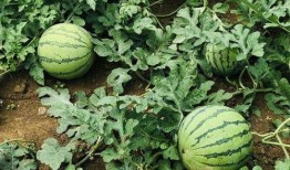 巴中吃瓜事件,一场引发社会热议的网络风波