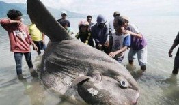 渔民围观吃瓜视频下载,揭秘海上奇观背后的故事