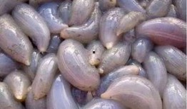 黑色海瓜可以吃吗怎么吃,黑色海瓜的食用方法与营养价值揭秘