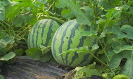 西昌17吃瓜视频,揭秘网络热点背后的真相