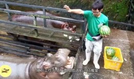 人和河马比赛吃瓜,一场吃瓜大赛的趣味对决