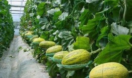 哈密瓜哭残留农药吃,揭秘“哭泣”瓜果背后的健康隐患