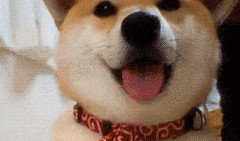 狗头吃瓜微信表情