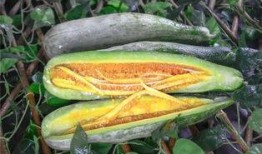 小瓜心怎样吃,解锁多种美味吃法