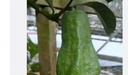 西北民族吃瓜网,吃瓜网带你领略风味盛宴