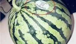 吃瓜东莞网红,揭秘网络红人的幕后故事