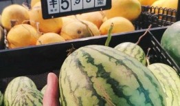 庞瓜可以吃吗,揭秘其食用价值与烹饪技巧