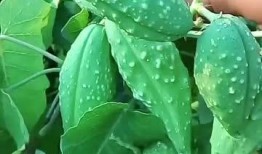 东北和台北吃瓜,两地吃瓜文化的碰撞与交融