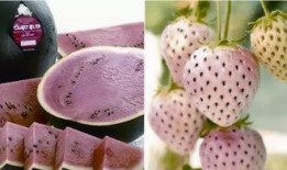 蒙眼睛吃瓜比赛,趣味比赛见证味蕾与勇气的较量